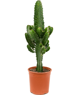 Euphorbia Acruensis 60 cm