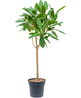 Ficus America Tresor 150 cm 