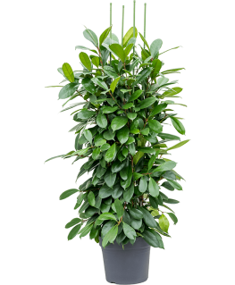 Ficus Cyathistipula 170 cm 