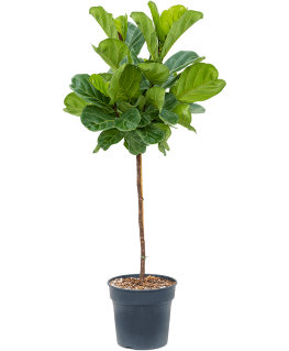 Ficus Lyrata 145 cm 