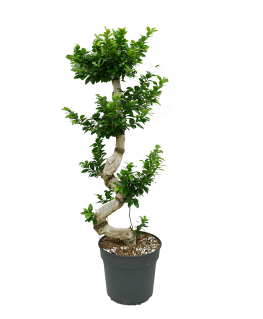 Ficus Bonsai Microcarpa Compacta 150 cm 