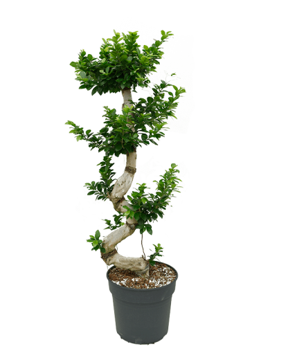 Ficus Bonsai Microcarpa Compacta 150 cm