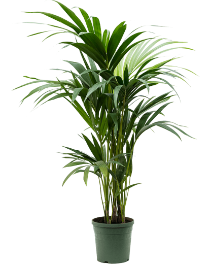 Palmier Kentia Howea Forsteriana 105 cm