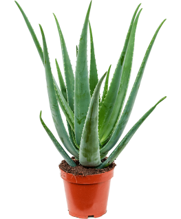 Aloe Vera Barbadensis 60 cm 