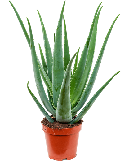 Aloe Vera Barbadensis 60 cm