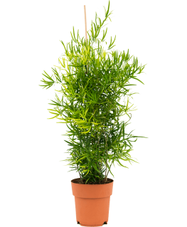 Asparagus falcatus 70 cm 