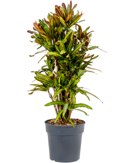 Croton Codiaeum variegatum Mammi 120 cm 