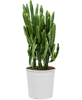 Euphorbia triangularis 100 cm