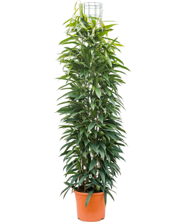 Ficus amstel king 160 cm
