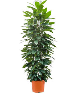 Ficus cyathistipula 160 cm 