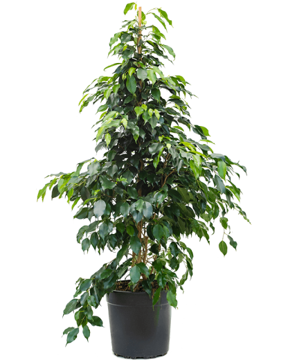 Ficus benjamina Danielle 130 cm