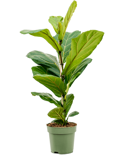 Ficus lyrata 60 cm