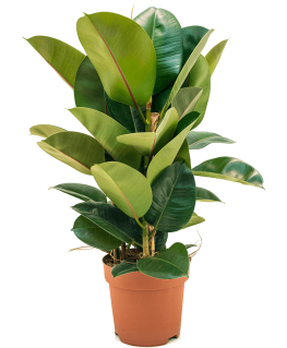 Ficus elastica Robusta 80 cm 
