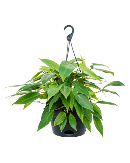 Philodendron Minii 50 cm
