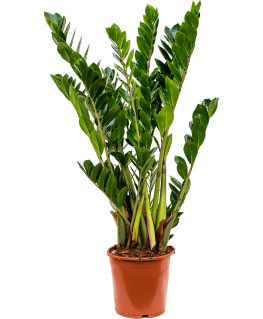 Zamioculcas Zamiifolia 90 cm 
