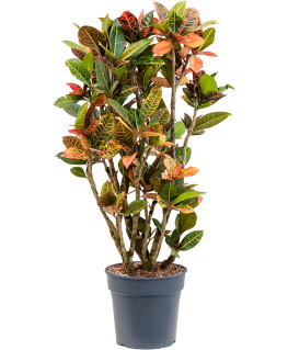 Croton Codiaeum variegatum Petra 120 cm 