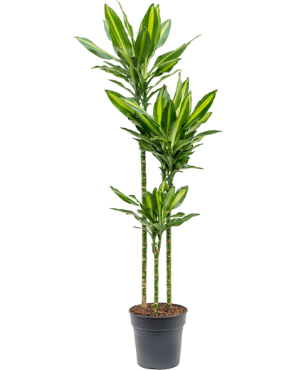 Dracaena fragrans Cintho 150 cm