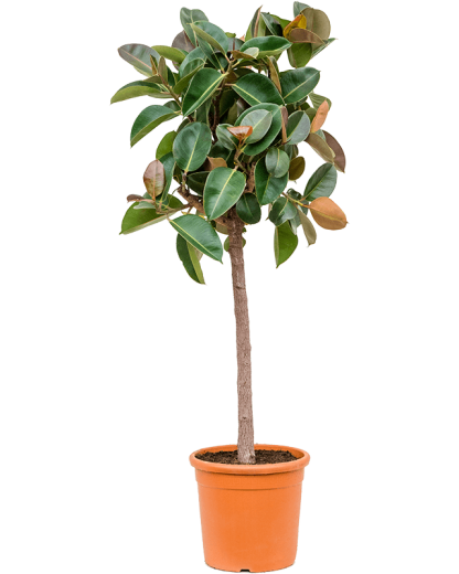 Ficus elastica Robusta 140 cm