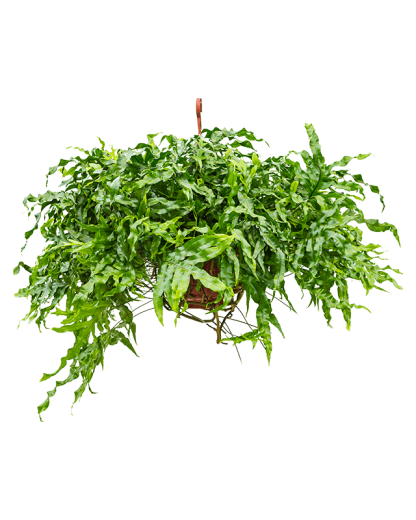 Feriga Microsorum diversifolium 50 cm