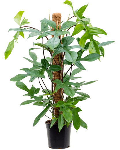 Philodendron Florida Beauty 90 cm