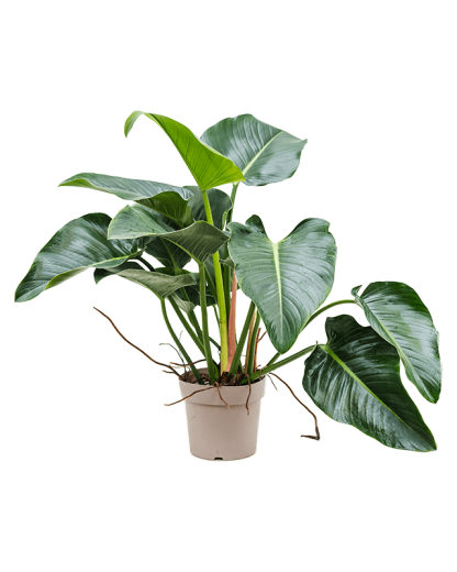 Philodendron Green Beauty 120 cm