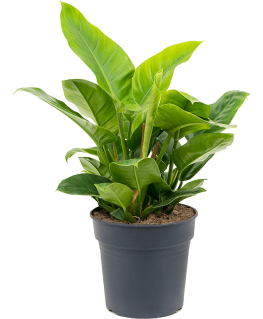 Philodendron Imperial Green 50 cm 