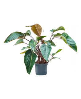 Philodendron Red Beauty 120 cm 