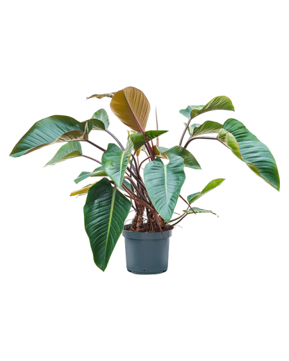 Philodendron Red Beauty 120 cm