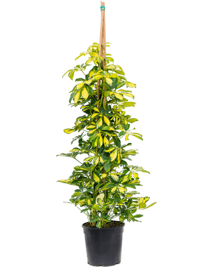Schefflera arboricola Gold Capella 140 cm