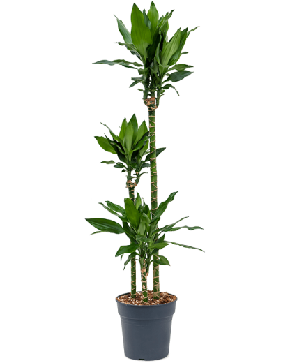 Dracaena fragrans Burundii 150 cm