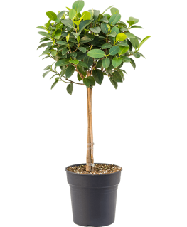 Ficus Srubiginosa Australis 90 cm 