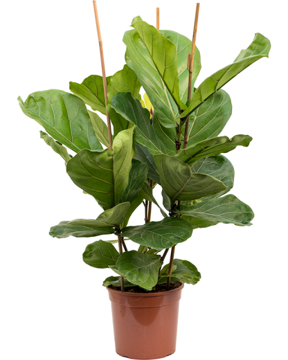 Ficus Lyrata 80 cm