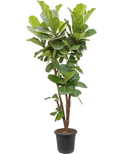 Ficus Lyrata 160
