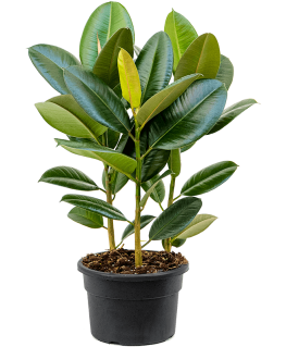 Ficus elastica Robusta 50 cm 