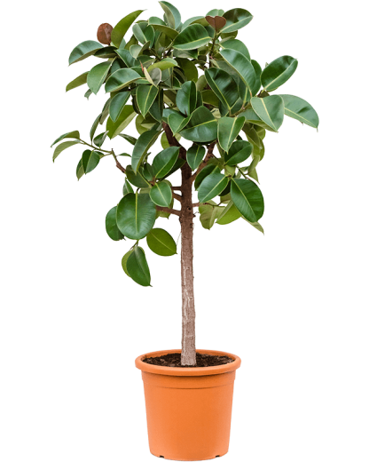 Ficus Elastica Robusta 160 cm