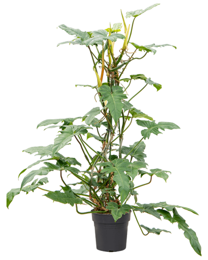 Philodendron Dragon 120 cm