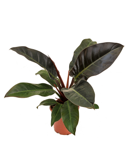 Philodendron Imperial Red 45 cm