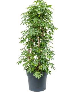 Schefflera Arboricola Compacta 130 cm 