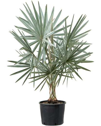 Palmier Bismarckia nobilis 150 cm