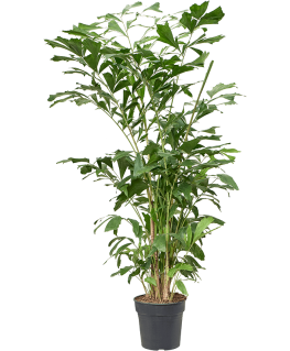 Palmier Caryota mitis 165 cm 