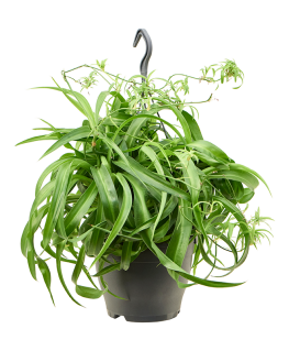 Chlorophytum Comosum Green Bonnie 40 cm 