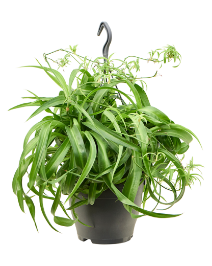 Chlorophytum Comosum Green Bonnie 40 cm