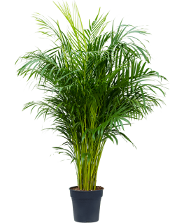 Palmier Dypsis Areca lutescens 130 cm 