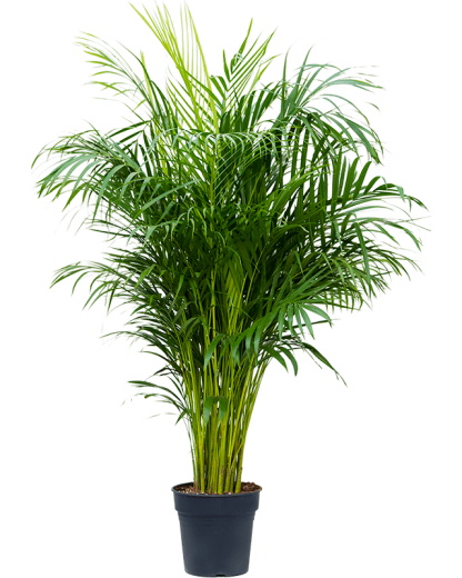 Palmier Dypsis Areca lutescens 130 cm