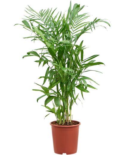 Palmier Chamaedorea seifrizii 140 cm