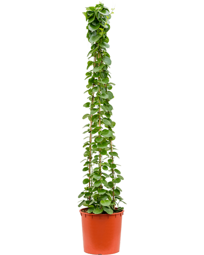 Cissus rotundifolia 180 cm