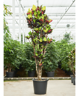 Croton Codiaeum variegatum Mrs. Iceton 225 cm 