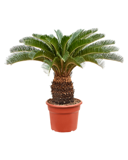 Palmier Cycas revoluta 95 cm