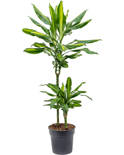Dracaena fragrans Cintho 90 cm