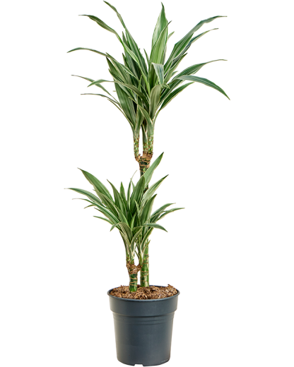 Dracaena deremensis Warneckei 100 cm